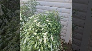 ВЕРЕСТКОВИДНАЯ АСТРА
О7.10. СЕВАСТОПОЛЬ