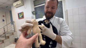 Мы поехали в клинику ЗооДоктор, хвостик маленькому Финику не удастся спасти хотя мы так старались.