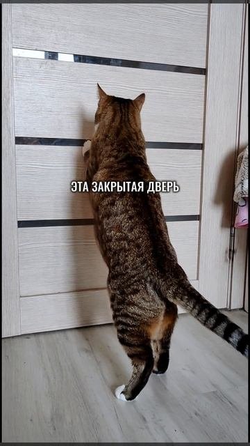 Чего испугался кот?