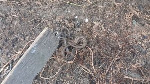 Хозяйки гор