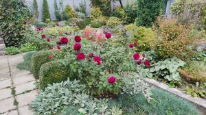 Октябрь в южном саду. Розы цветут, а я занимаюсь пересадками, что, куда и почему сажаю. 06.10.25 г.