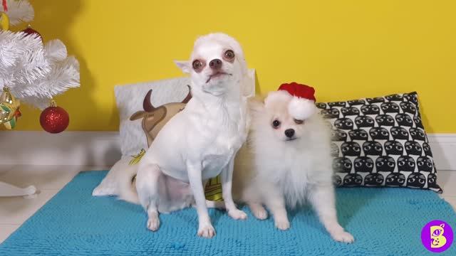 ПИТОМЦЫ ЖДУТ ПОДАРКОВ** У НАС ПОПОЛНЕНИЕ** НОВЫЙ ЩЕНОЧЕК смотреть онлайн