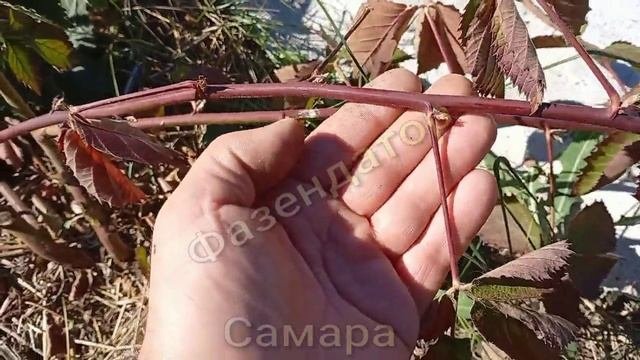 Самара. Обрезка и формировка ежевики, ежевика без шипов, ежевика летняя. Фазендатор