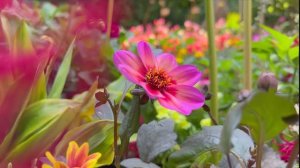 Эти сады удивительны! Расслабляющая экскурсия по звукам природы и умиротворяющему цветочному саду на