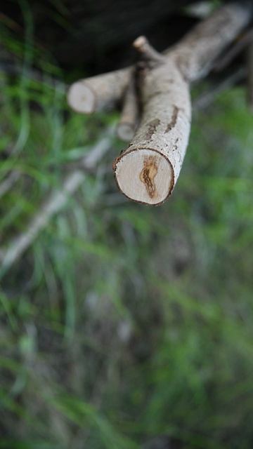 Silky F180, Silky Ultra Accel Curve 240. Пилим пять сантиметров.