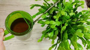 СРОЧНО в ОКТЯБРЕ НАЛЕЙ В ДЕКАБРИСТ и будет цвести круглый год