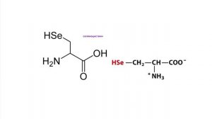 Молекулярная биология | Лекция 5. Аминокислоты. Как устроены белки?