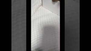 кошка шая
