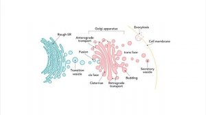 Молекулярная биология | Лекция 4. Как устроена клетка