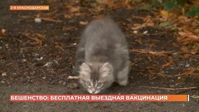 Бешенство: бесплатная выездная вакцинация