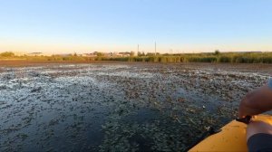 Наконец-то настреляли! Полный ящик  сазанов. #рыбалка #낚시, #fishing