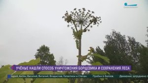 Учёные нашли способ уничтожения борщевика Сосновского