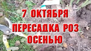 7 октября. Осенняя пересадка роз