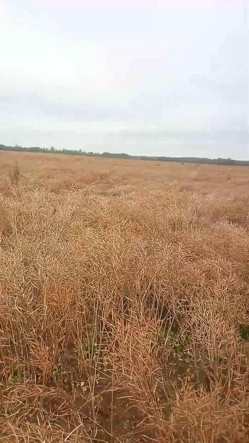 Рапс #shorts_video #подмосковье