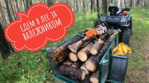 Едем в лес за валежником