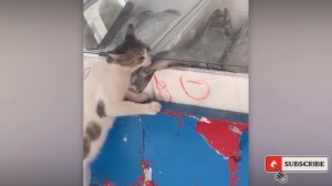 ПОЙМАНЫ С ПОЛИЧНЫМ! 🐾🚨 ЛУЧШИЕ МОМЕНТЫ С ХВОСТАТЫМИ ВОРИШКАМИ! 🤯🤔🤷