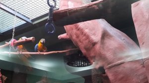 Любовь и нежность у попугаев.