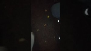 VID_20251007_182158.mp4