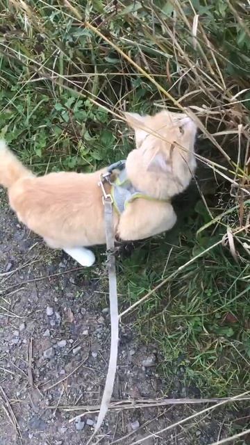 Ленобласть. Хвойное. 06.10.2025. Прогулка по селу перед возвращения с дачи в Петербург. Эпизод 9