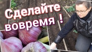 Посадка лука и чеснока под зиму