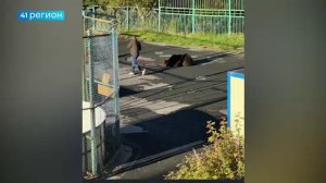 СИТУАЦИЯ С МЕДВЕДЯМИ НА КАМЧАТКЕ: КОММЕНТАРИЙ ЭКСПЕРТА • ПРЯМАЯ РЕЧЬ