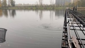 Форель на силиконовые приманки.