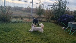 собачьи радости игры ши-тцу Элвиса и друзей