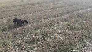 20251007_Саймон по перпелу