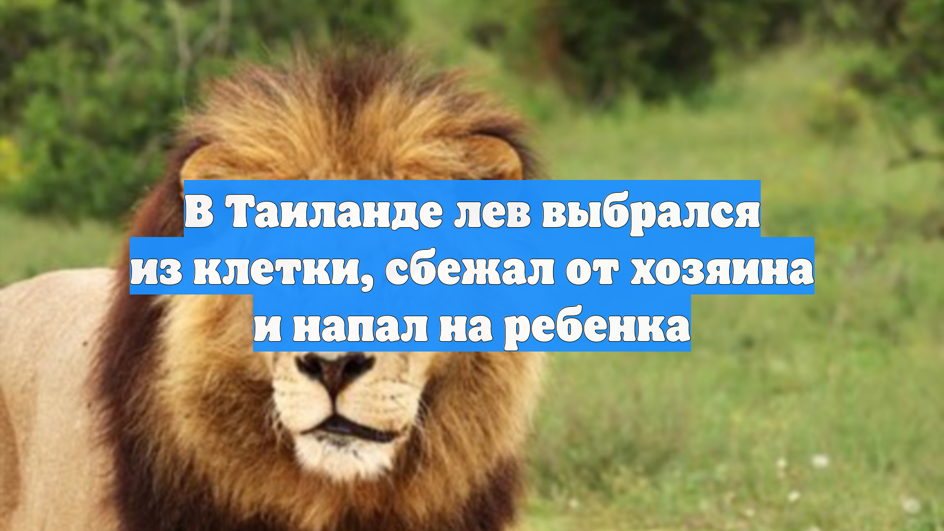 В Таиланде лев выбрался из клетки, сбежал от хозяина и напал на ребенка