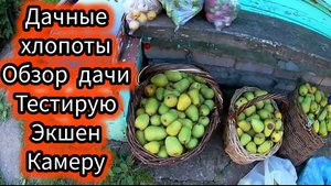 Дачные хлопоты сад и огород что наросло и что уже собрали.