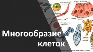 МНОГООБРАЗИЕ КЛЕТОК. Прокариоты/эукариоты