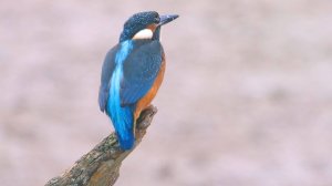 ПРИСАДА  ДЛЯ  ЗИМОРОДКА