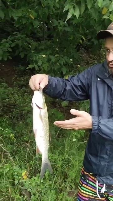 жерех на воблер в августе 2025.mp4