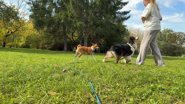 Фотопрогулка с Аусси и Басенджи смотреть онлайн