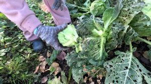 завершение дачного сезона