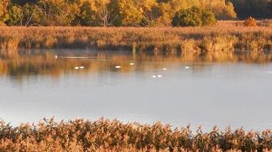 Лебеди озеро Ильмень