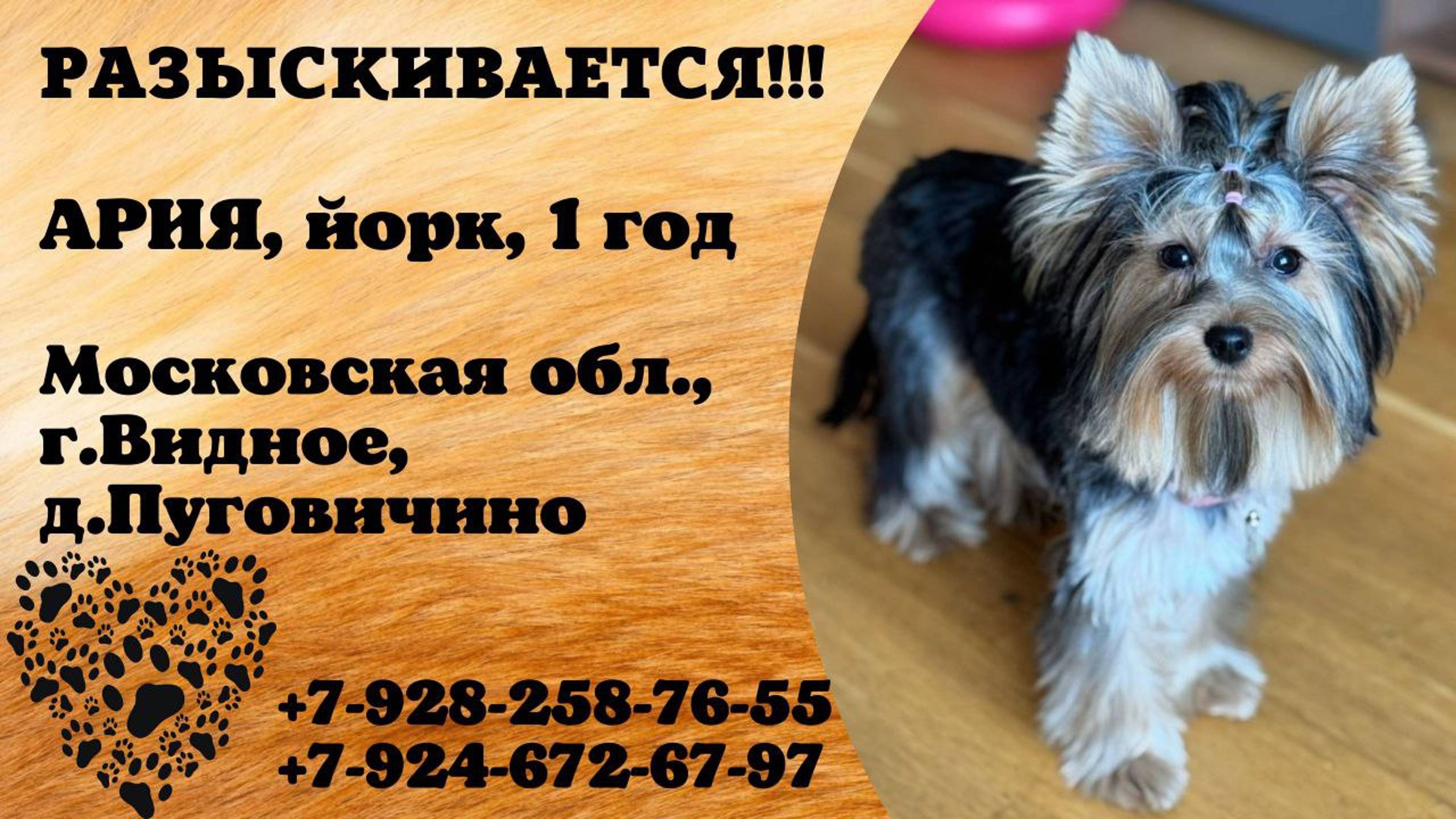 Пропала собака ! АРИЯ. 1 год. Московская обл,  г. Видное, д. Пуговичино