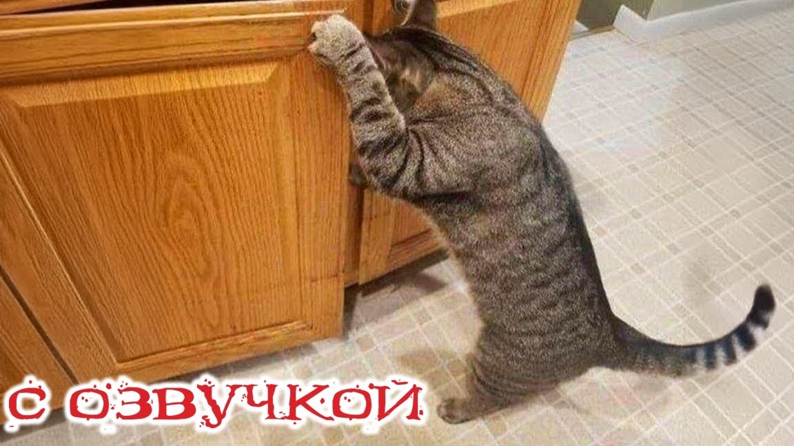 Приколы с котами! С ОЗВУЧКОЙ! Смешные видео про животных! Смешные коты! 2025!