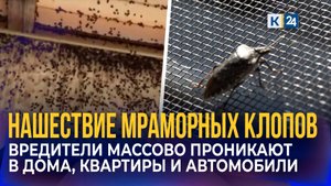 Масштабное нашествие мраморных клопов на Кубани: в чем причина?