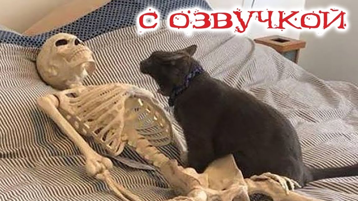 Приколы с котами с озвучкой! Смешные коты! Самые Смешные животные! Тест на психику!