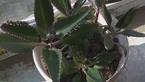 Каланхоэ. Лечебные свойства и противопоказания