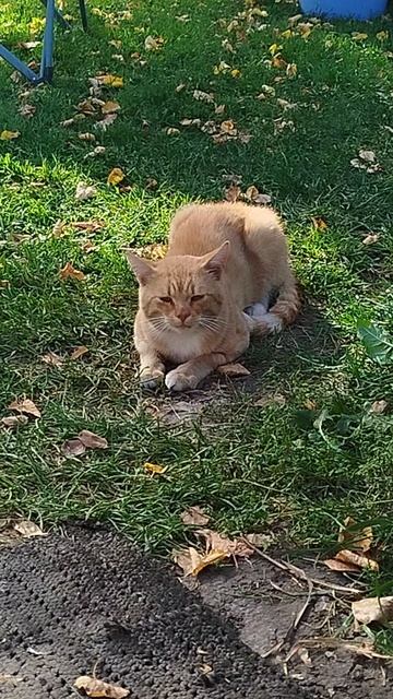 Разговор с котом. Лето 2025