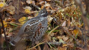 Обыкновенный рябчик