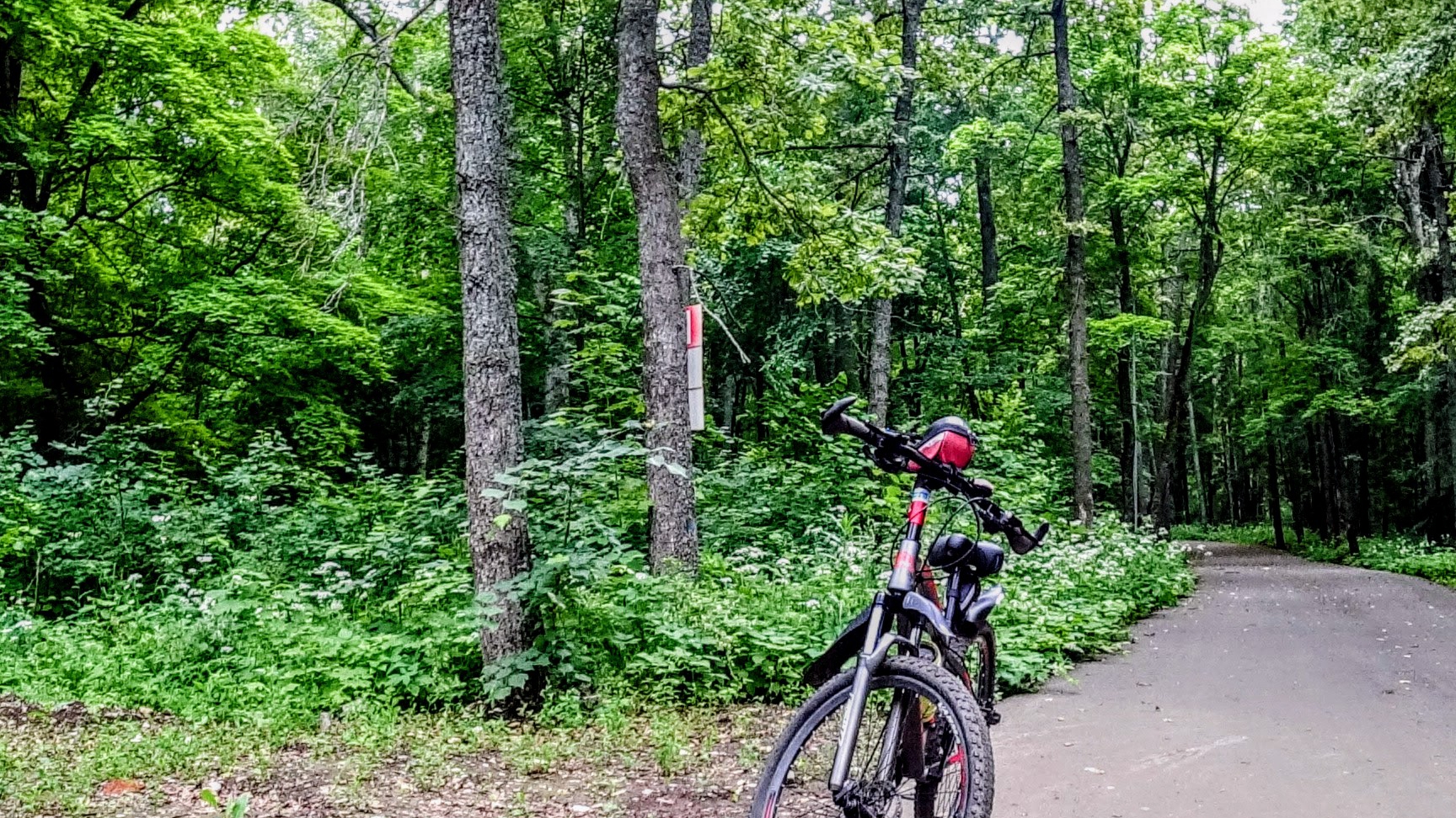 релаксация . лето лес супер!!!