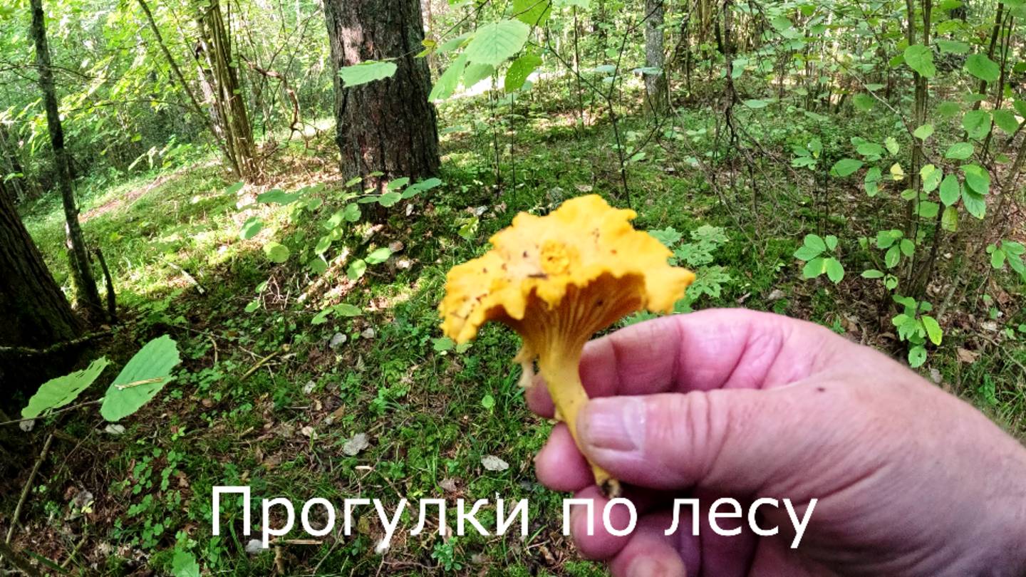 Прогулки по лесу.  По старым грибным местам. Разрытый мох.