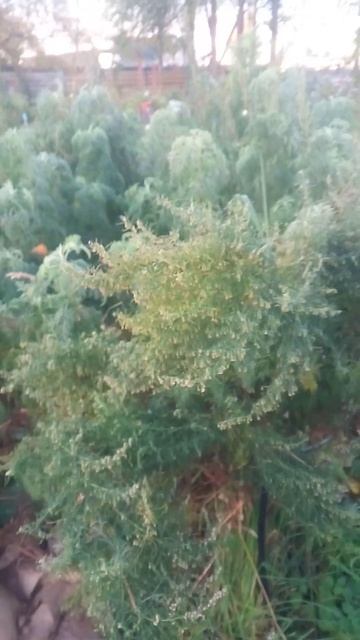 30 сентября 2025 г. #осень #shorts_video