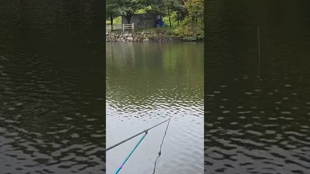 Ловлю карпов на удочку