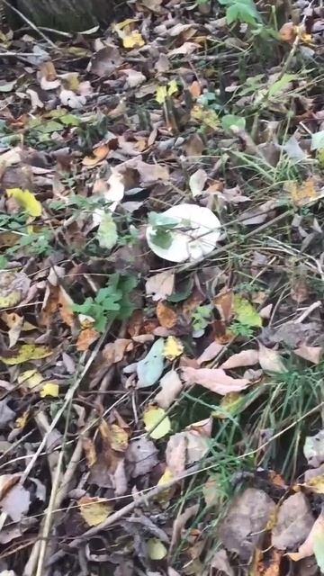 Ленобласть. Хвойное. 06.10.2025. Прогулка по селу перед возвращения с дачи в Петербург. Эпизод 6