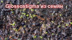 Аквариумистика. Glossostigma из семян