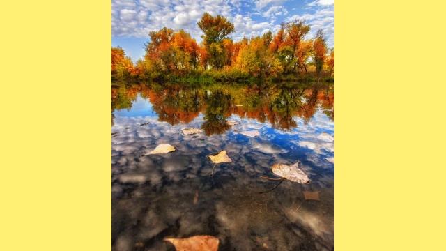 Листья 🍁🍁🍂☀️жёлтые моя работа 7.10.25.